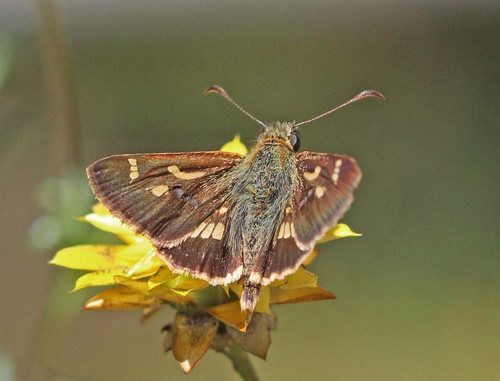 Barred Skipper