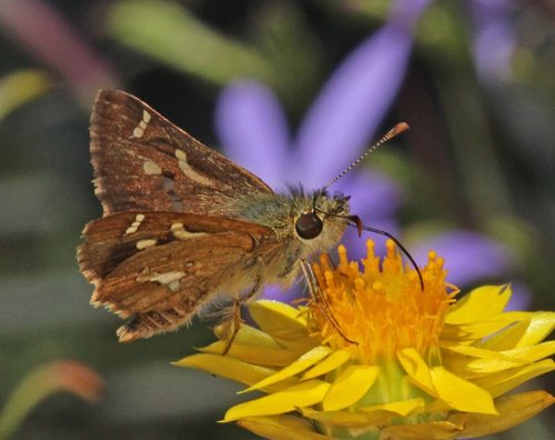 Barred Skipper