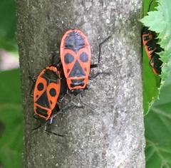 Pyrrhocoris apterus