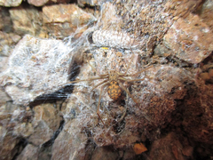 Loxosceles simillima