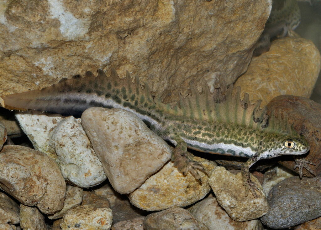 Banded Newt