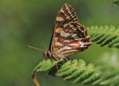 Oreixenica kershawi