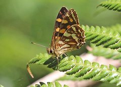 Oreixenica kershawi