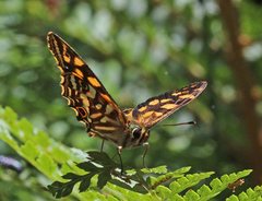 Oreixenica kershawi