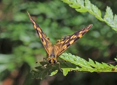 Oreixenica kershawi