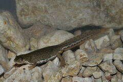 Banded Newt photo 2