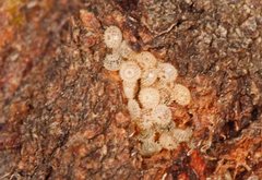 Jalmenus evagoras