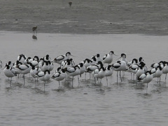 Recurvirostra avosetta