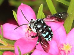 Thyreus caeruleopunctatus