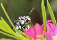 Thyreus caeruleopunctatus