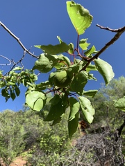 Prunus fremontii