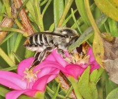 Megachile chrysopyga