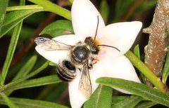 Megachile chrysopyga