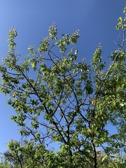 Prunus fremontii