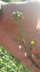 Capsella bursa-pastoris