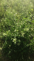 Capsella bursa-pastoris