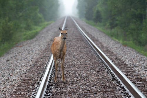 White-tailed Deer photographed in Minnesota