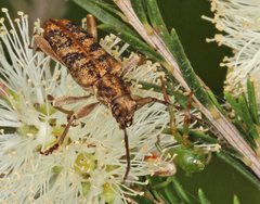 Pempsamacra dispersa