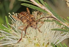 Pempsamacra dispersa