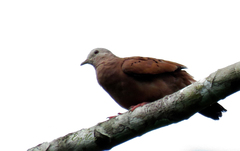 Columbina talpacoti