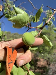 Prunus fremontii