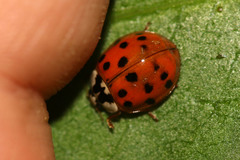 Hesperomyces virescens