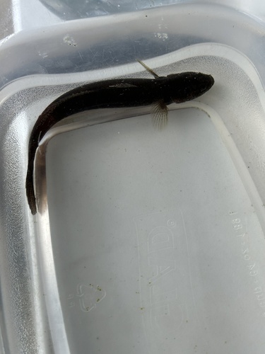 Emerald sleeper (Erotelis smaragdus) — Eleotridae — 3