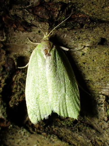 Tortrix viridana