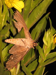 Sphinx chersis