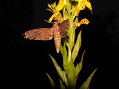 Sphinx chersis