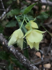 Calochortus amabilis × tolmiei