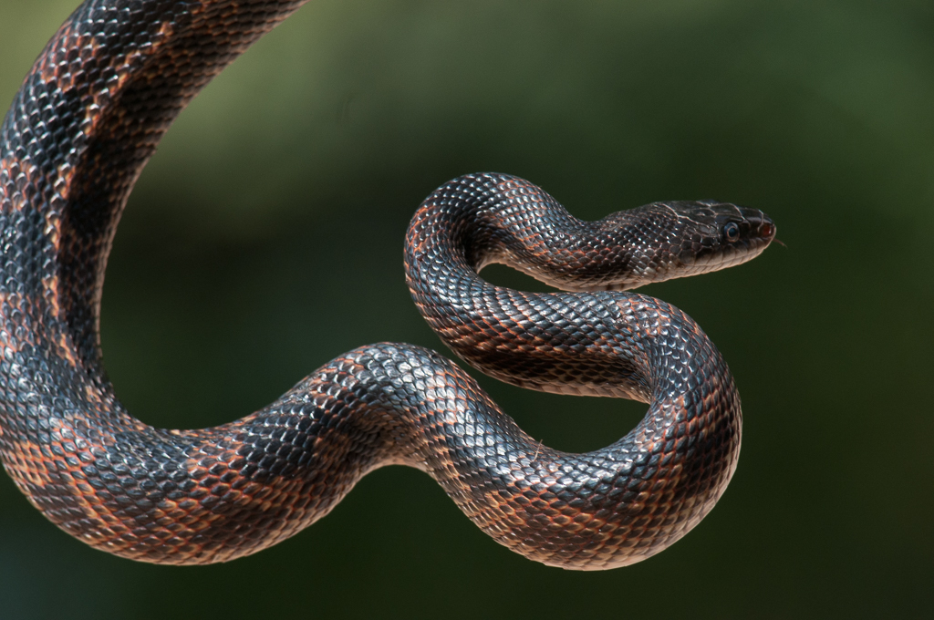 Photograph, Black Rat Snake Scales