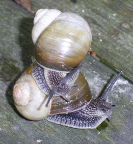 Helix lutescens