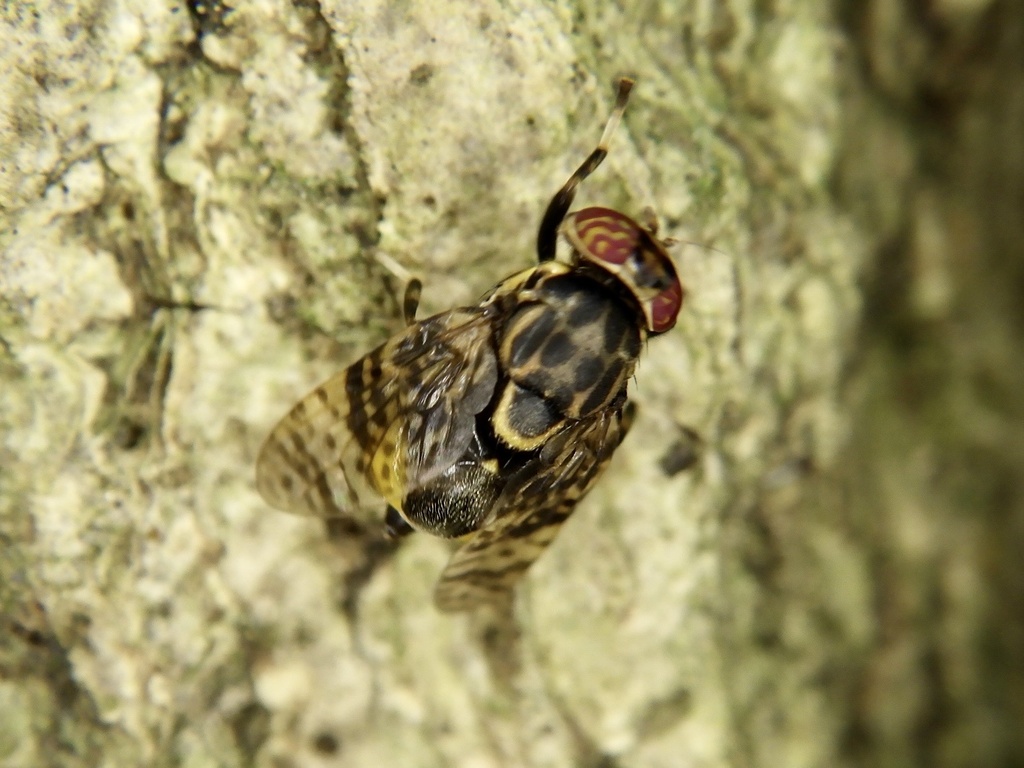 Neohemigaster rectivena