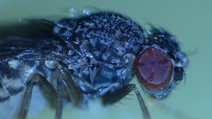 Drosophila repleta