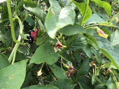 Lonicera involucrata involucrata