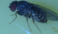 Drosophila repleta