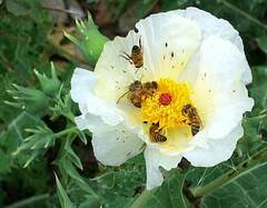 Argemone grandiflora, photograph author not stated, no rights reserved