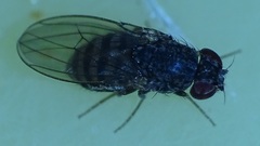 Drosophila repleta