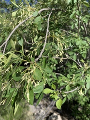 Fraxinus cuspidata