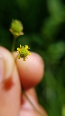 Geum vernum