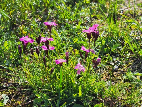 Image of Dianthus nitidus by no rights reserved