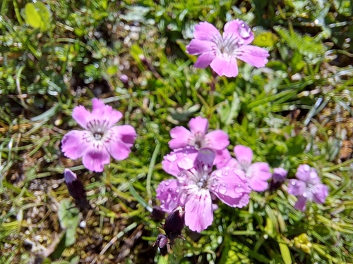 Image of Dianthus nitidus by no rights reserved