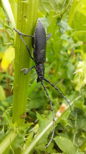 Capricorn beetle photo 4