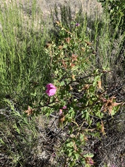 Rosa stellata