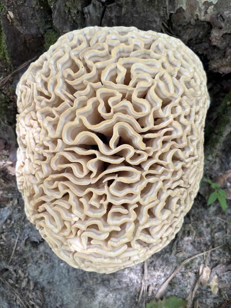 Cauliflower Fungi and Allies
