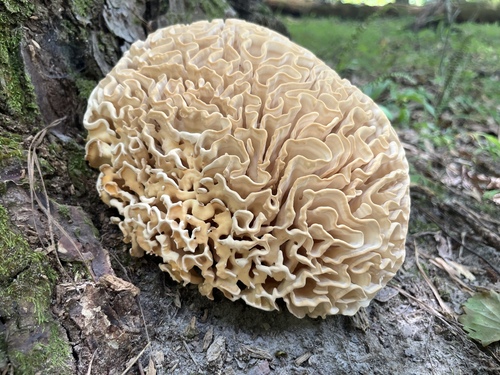 Eastern Cauliflower Mushroom