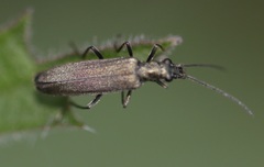 Oedemera lurida