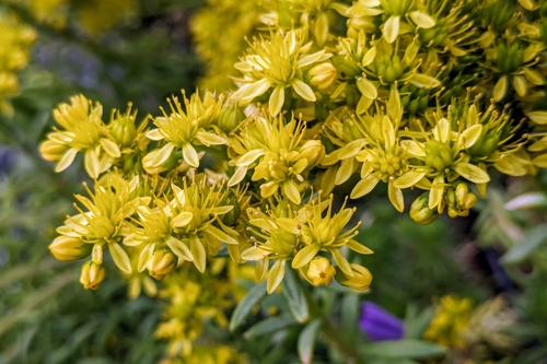 Sedum juranum Gay
