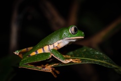 Callimedusa tomopterna